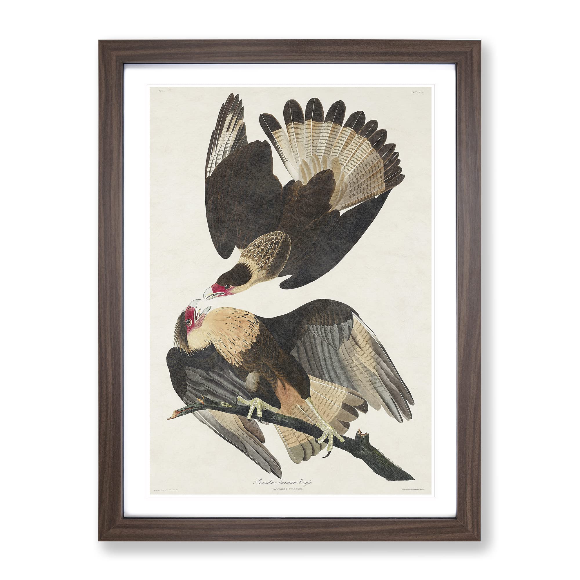 Brasilian Caracara Eagle By John James Audubon Vintage Framed Wall Art Print, Ready to Hang Picture for Living Room Bedroom Home Office Décor, Walnut A4 (34 x 25 cm)