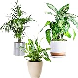 All Occasions Indoor Plants Mix of 6 in 12cm Pots Real Houseplants view 7