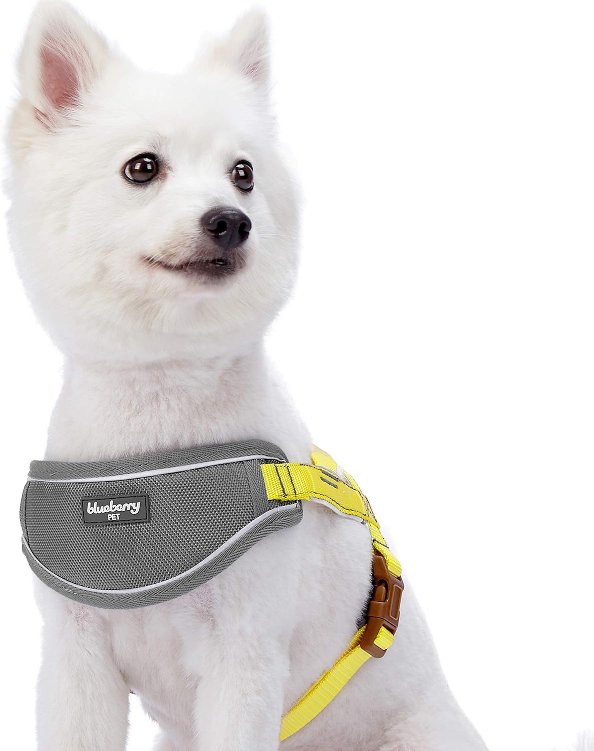 Best Blueberry Collar 3M