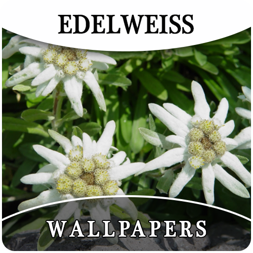 Amazon Com Edelweiss Flower Hd Wallpapers And Background Appstore For Android