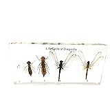 Lifecycle of a Dragonfly Science Classroom Specimens for Science Education