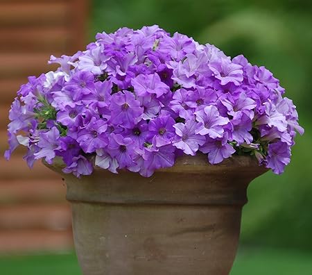 Creative Farmer Flower Seeds : Sophistica Blue Morn Petunia Bright Blue Seeds Of Flower Seeds For Poly Growbag Garden [Home Garden Seeds Eco Pack] Plant Seeds