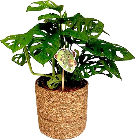 Indoor Plant From Botanicly Monstera Monkey Mask Height 45 Cm Monstera Adansonii Amazon Co Uk Garden Outdoors