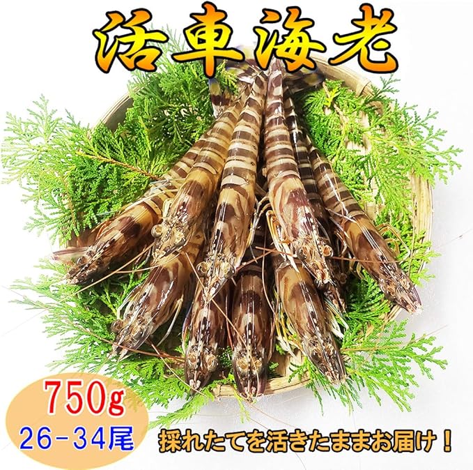 Amazon Co Jp 熊本県産 活き 車海老 750g 産地直送 生きたまま 水揚げ翌日にお届けで鮮度抜群 Food Beverage Alcohol