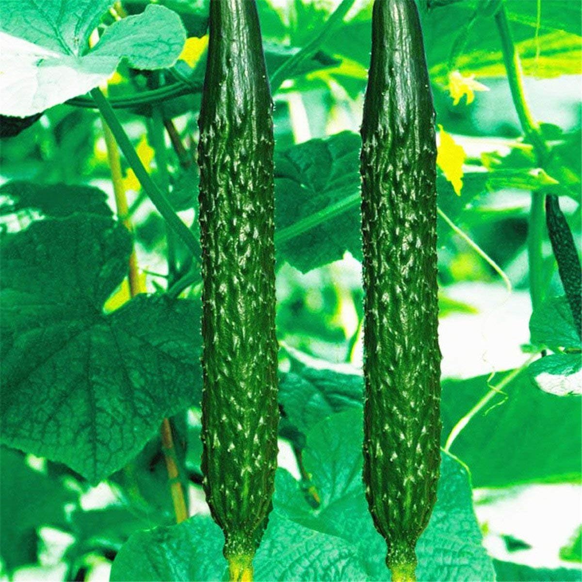 100PCS Non-GMO Cucumber Seeds,Organic Sweet Persian Cucumber Seeds Vegetable Bonsai Garden Planting
