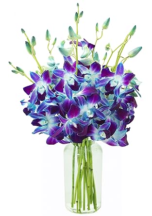 Amazon Com Kabloom Exotic Sapphire Orchid Bouquet Of Blue