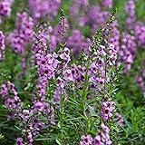 Angelonia Flower Garden Seeds - Serena Purple