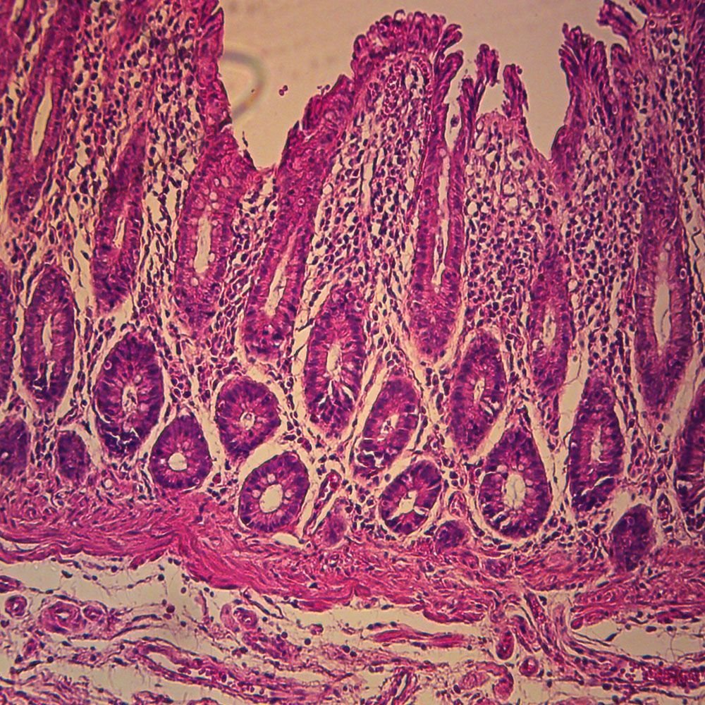 Human Glandular Epithelium, sec. 7 m H&E Microscope Slide Microscope