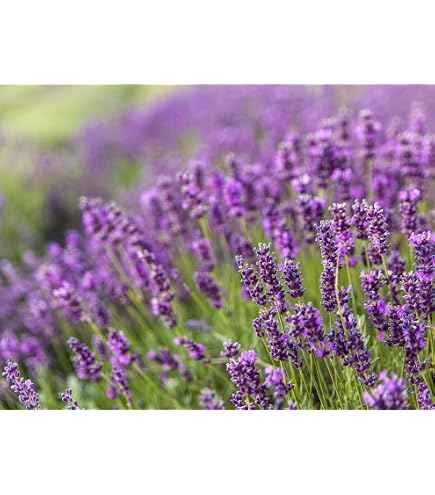 mint julep lavender plant Mint Julep Chinese Juniper – Plant Detectives