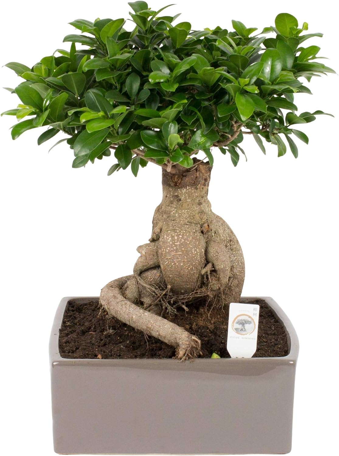 FloraStore Bonsai Ficus ginseng 4kant en pot de céramique 31 cm (1x
