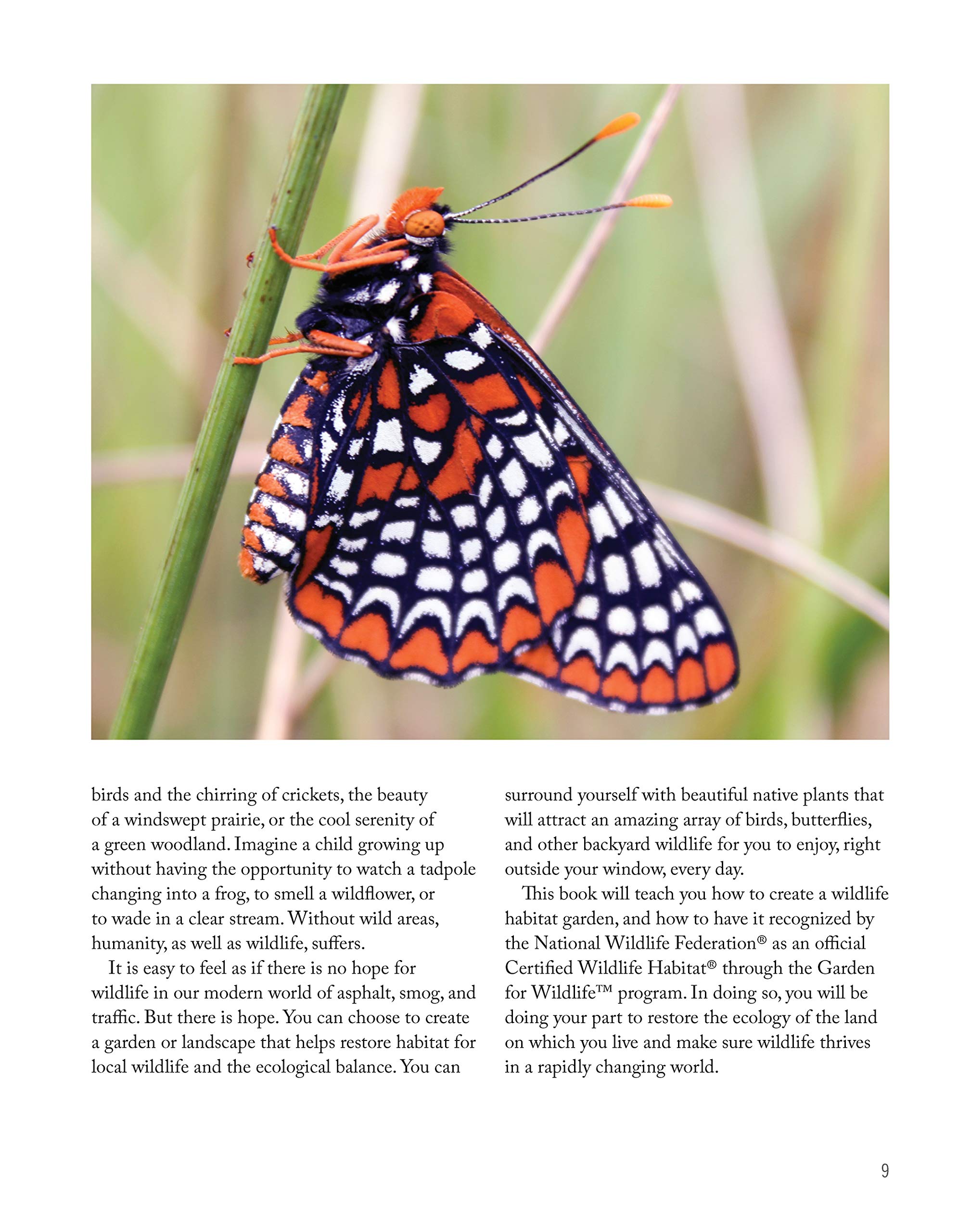 National Wildlife Federation(R): Attracting Birds, Butterflies, and Other Backyard Wildlife, Expanded Second Edition (Creative Homeowner) 17 Projects & Step-by-Step Instructions to Give Back to Nature National Wildlife Federation(R): Attracting Birds, Butterflies, and Other Backyard Wildlife, Expanded Second Edition (Creative Homeowner) 17 Projects & Step-by-Step Instructions to Give Back to Natur