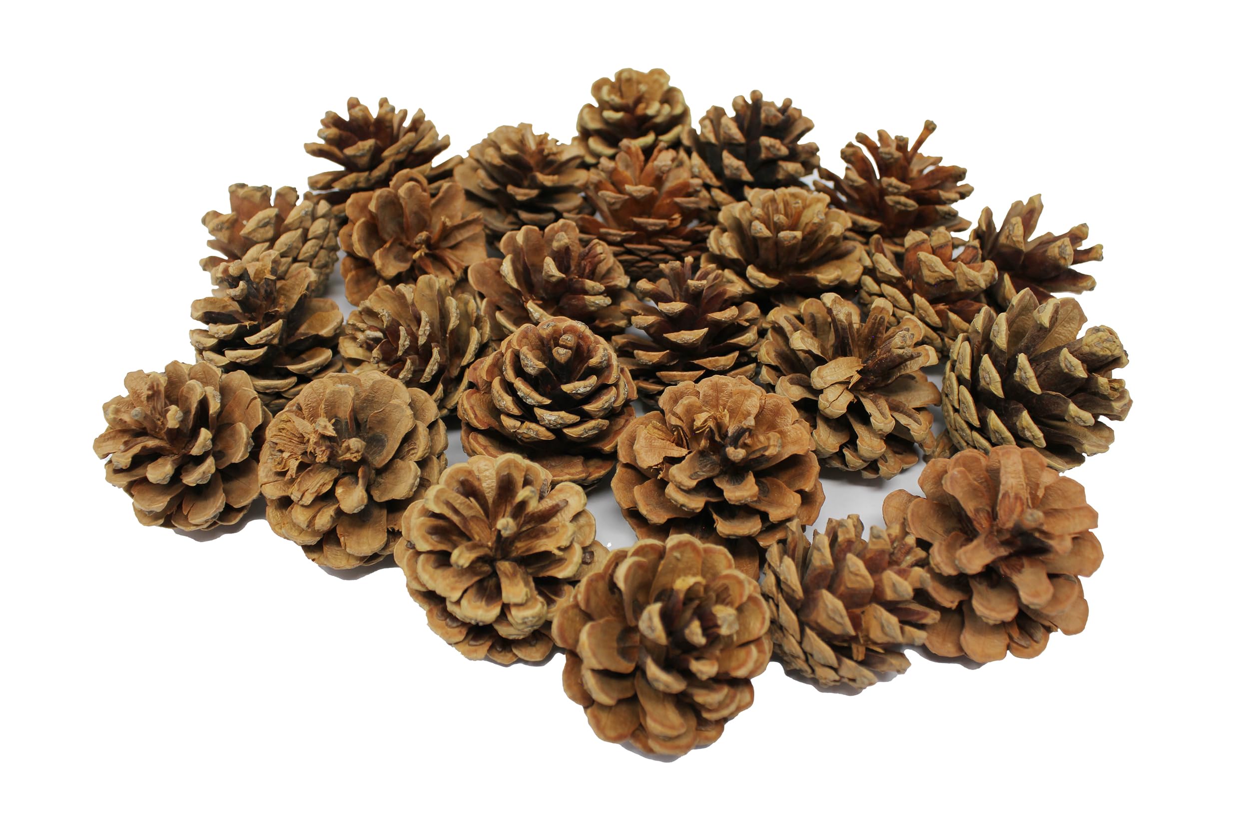Bright Ideas Natural Pine Cones PK25 4-6cm Ideal for Kids' Arts and Crafts, Christmas, Sensory Stimulation, Festival Party and Festival Decortaion Props for Craft. BI8401.