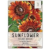 Seed Needs, Velvet Queen Sunflower Seeds - 100
