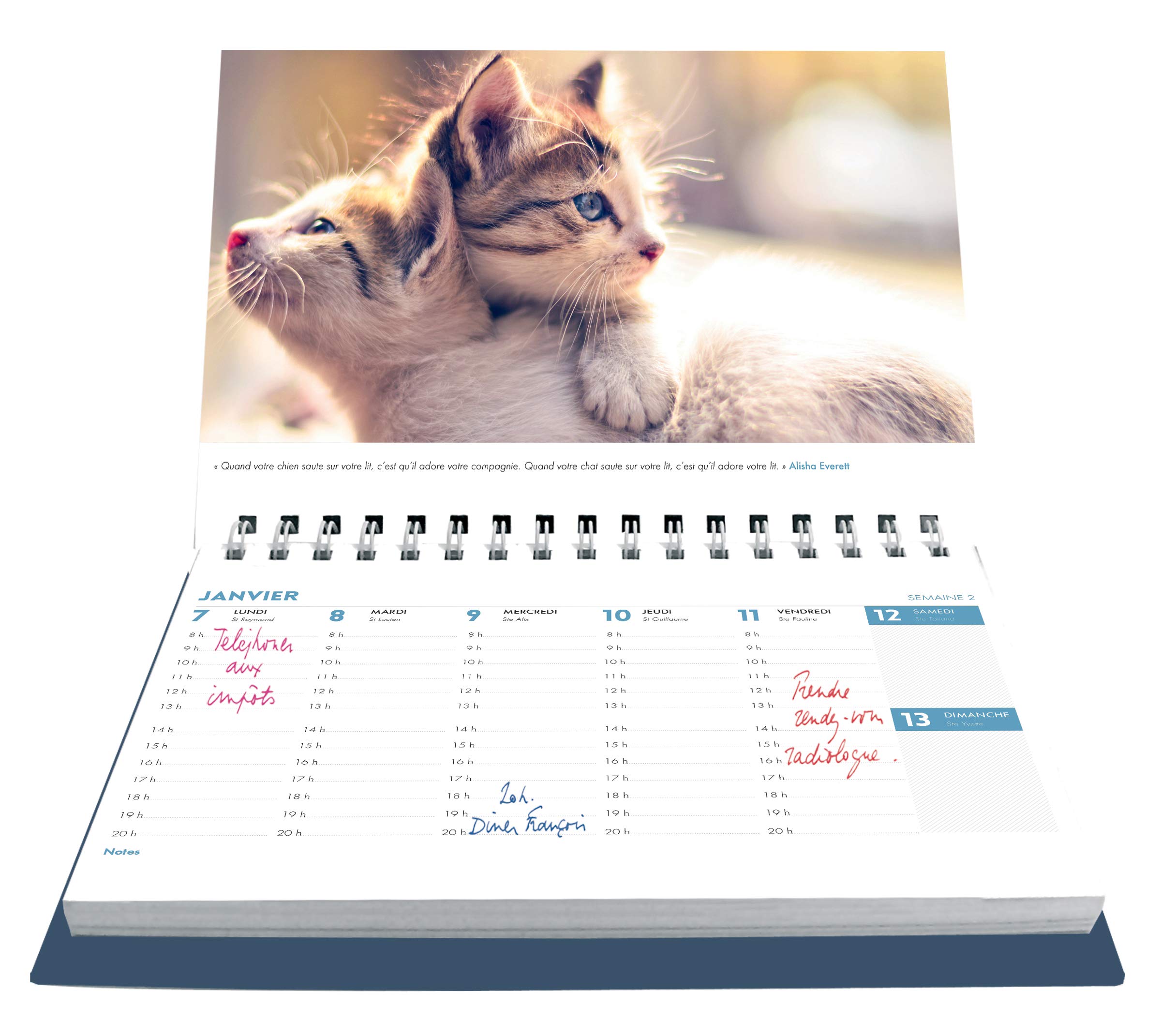Amazon Fr L Agenda Calendrier Chats Et Chatons Collectif Livres