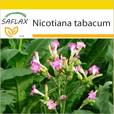 SAFLAX - Anzucht Set - Echter Virginischer Tabak - 250 Samen - Nicotiana tabacum