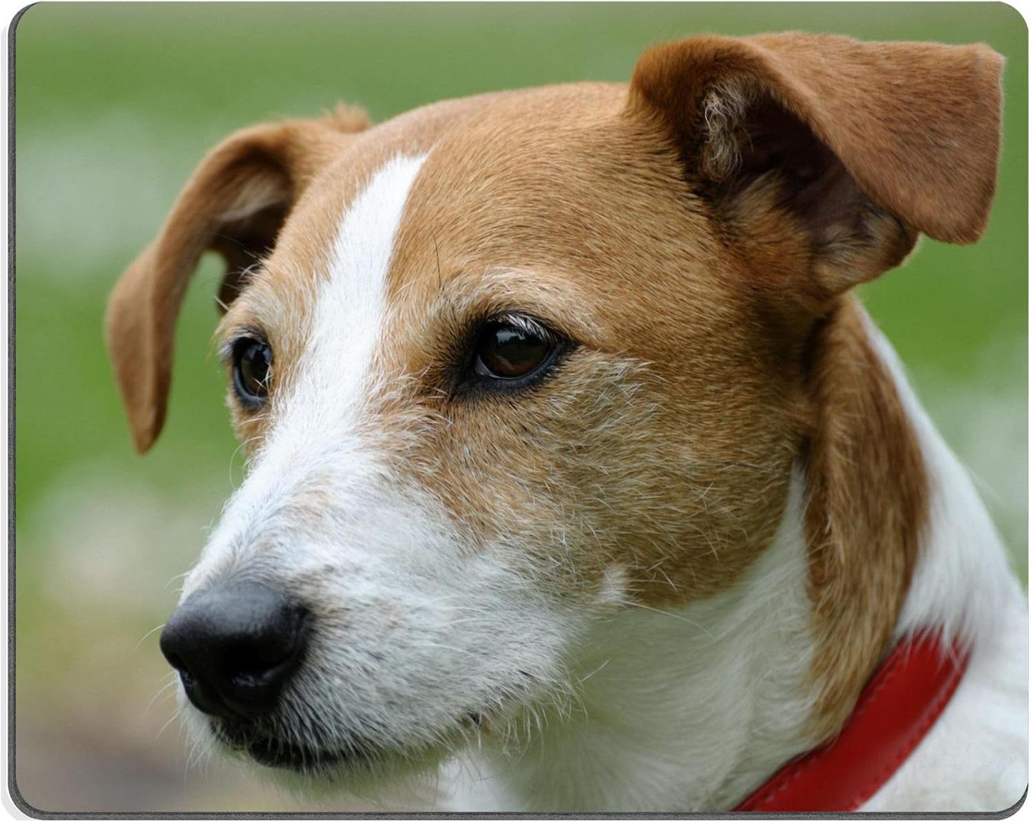 parson russell terrier smooth