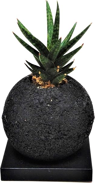 Amazon 和葉 サンスベリア フランシシー 空気清浄の木 ミニ観葉植物 インテリアグリーン スフィア 黒 受け皿付き 観葉植物 オンライン通販