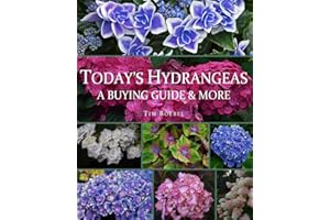 Today's Hydrangeas: A Buying Guide & More