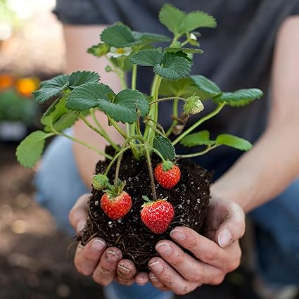 10x Fragaria X Ananassa Gigantella Maxim Erdbeerpflanzen Mehrjahrig Erdbeeren Pflanzen Wurzelnackt Pflanzen Fur Balkon Und Garten Amazon De Garten