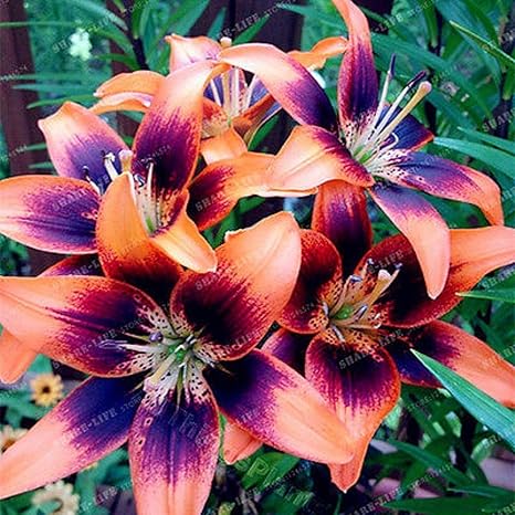 Amazon Co Jp オレンジリリー花の種子は種子4種をリリーありません 4 受精 受精後3 4週間 以内にユリの種子種子 種子の発芽までは 種子が受精 水溶性の最良の選択を開始する必要があります30センチメートル後に発掘されました ホーム キッチン