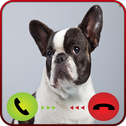 Call-From-French-Bulldogs