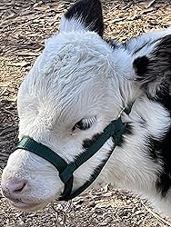 Cattle Halter Newborn Calf Yearling Cow Bull