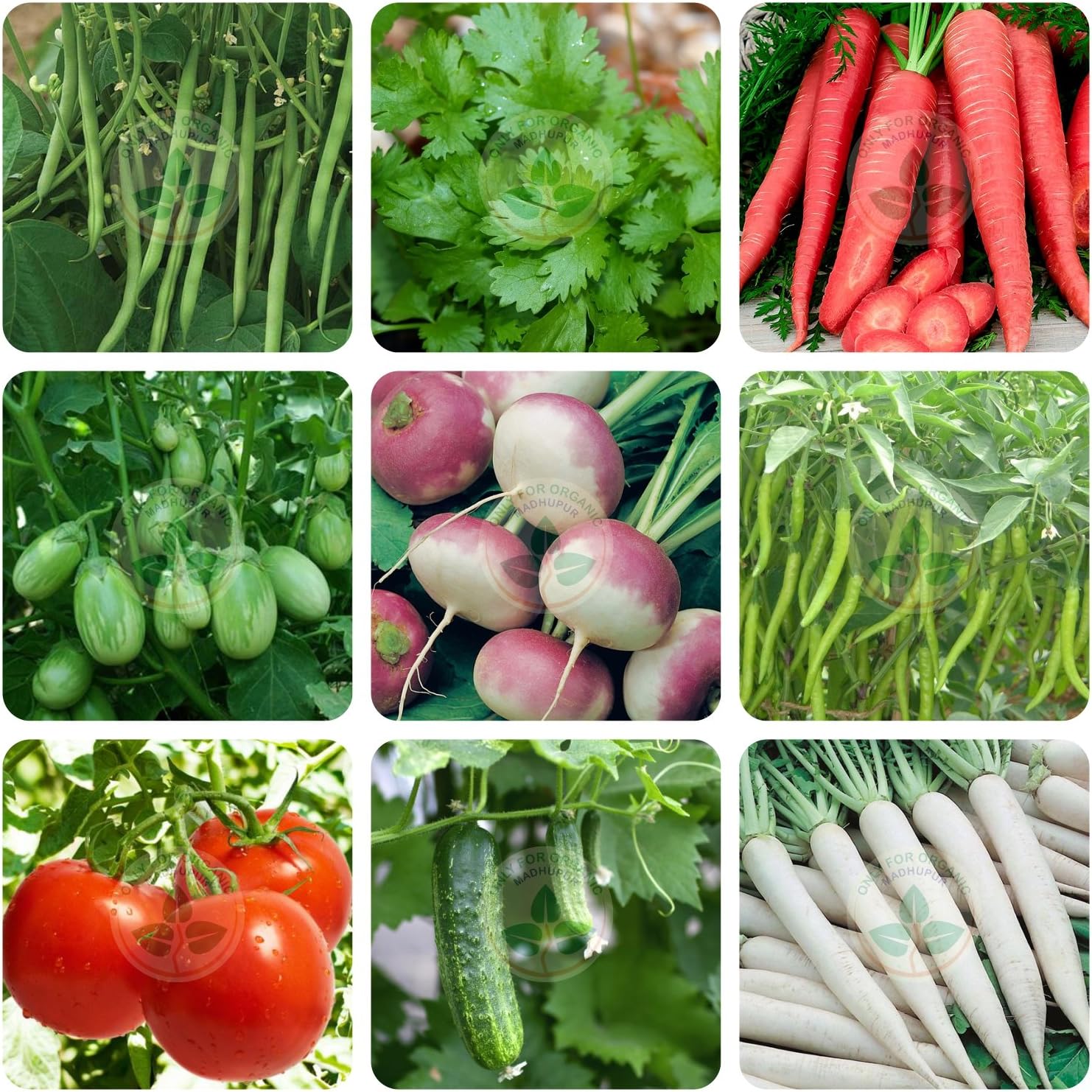 Only For Organic combo of nine hydroponic seeds with small cocopeat block