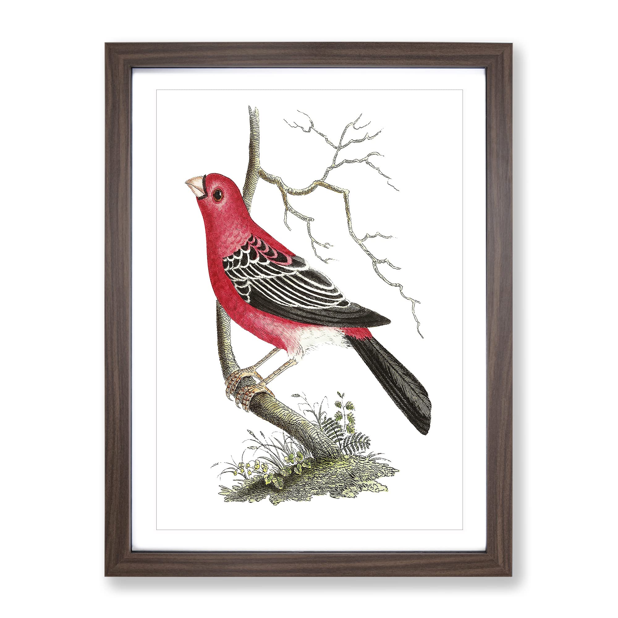 Greater Bulfinch Bird By George Shaw Vintage Framed Wall Art Print, Ready to Hang Picture for Living Room Bedroom Home Office Décor, Walnut A3 (34 x 46 cm)