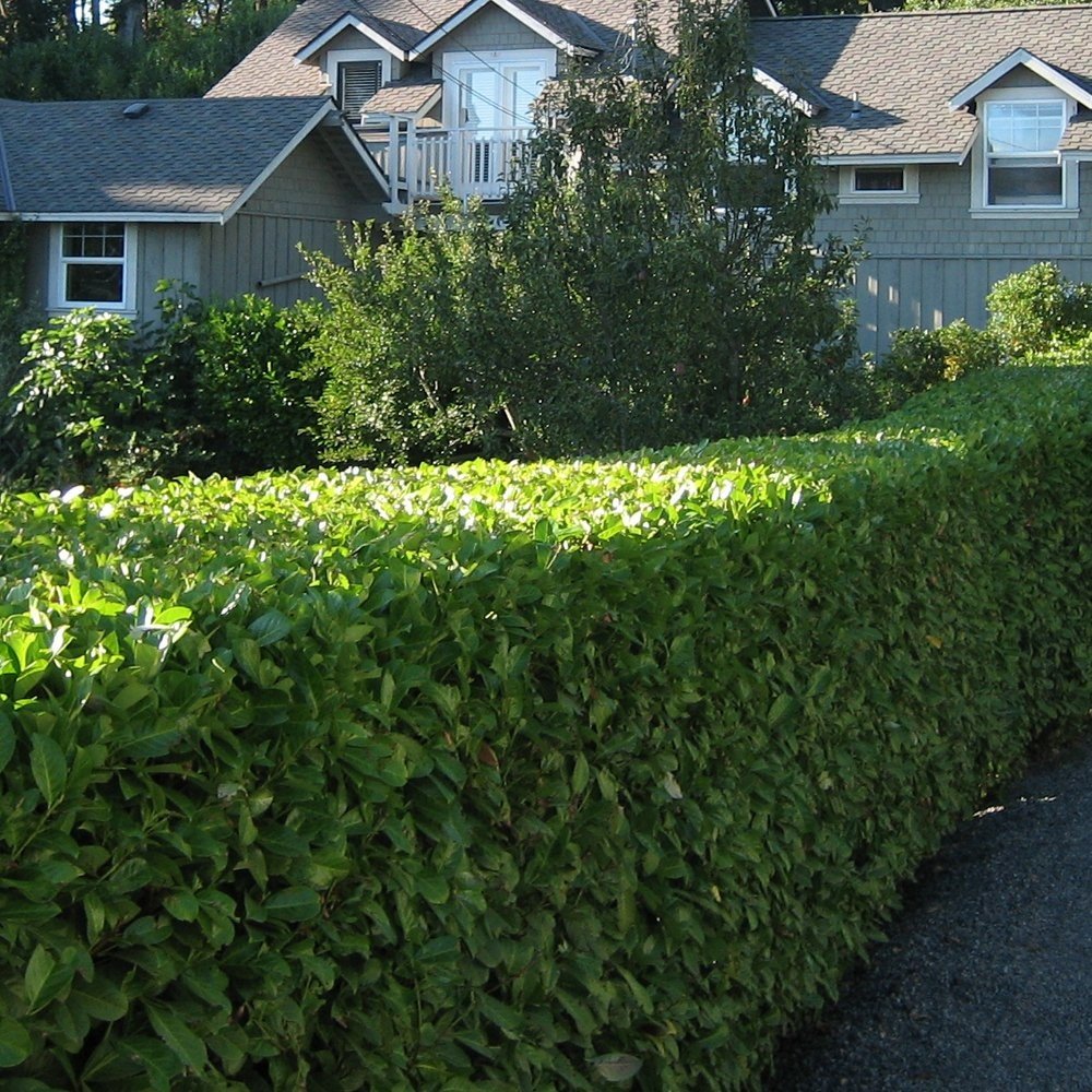 50 x 2-3ft Tall Multi-stemmed Laurels Plants - Extra Hardy, Shade Tolerant Dense, Multi-stemmed Bare Root Evergreen Privacy Hedging, Prunus l. 'Caucasica' + Free Guide