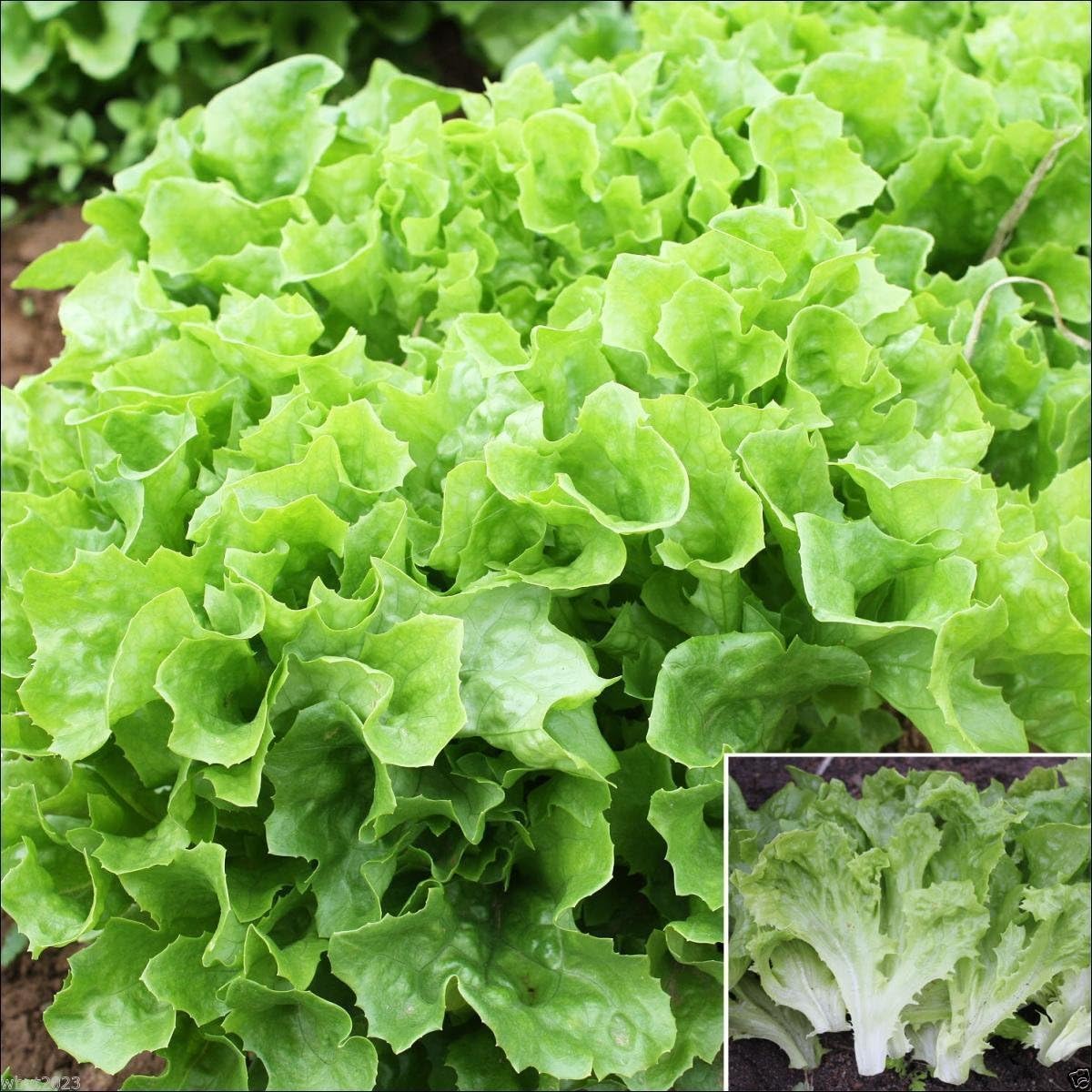 Lettuce Seeds Organic NonGMO "Tango Green Oak Leaf