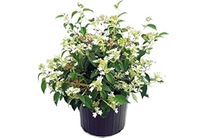 GREEN PROMISE FARMS Viburnum p. t. 'Summer Snowflake' (Doublefile Viburnum) Shrub, white flowers, #2 - Size Container