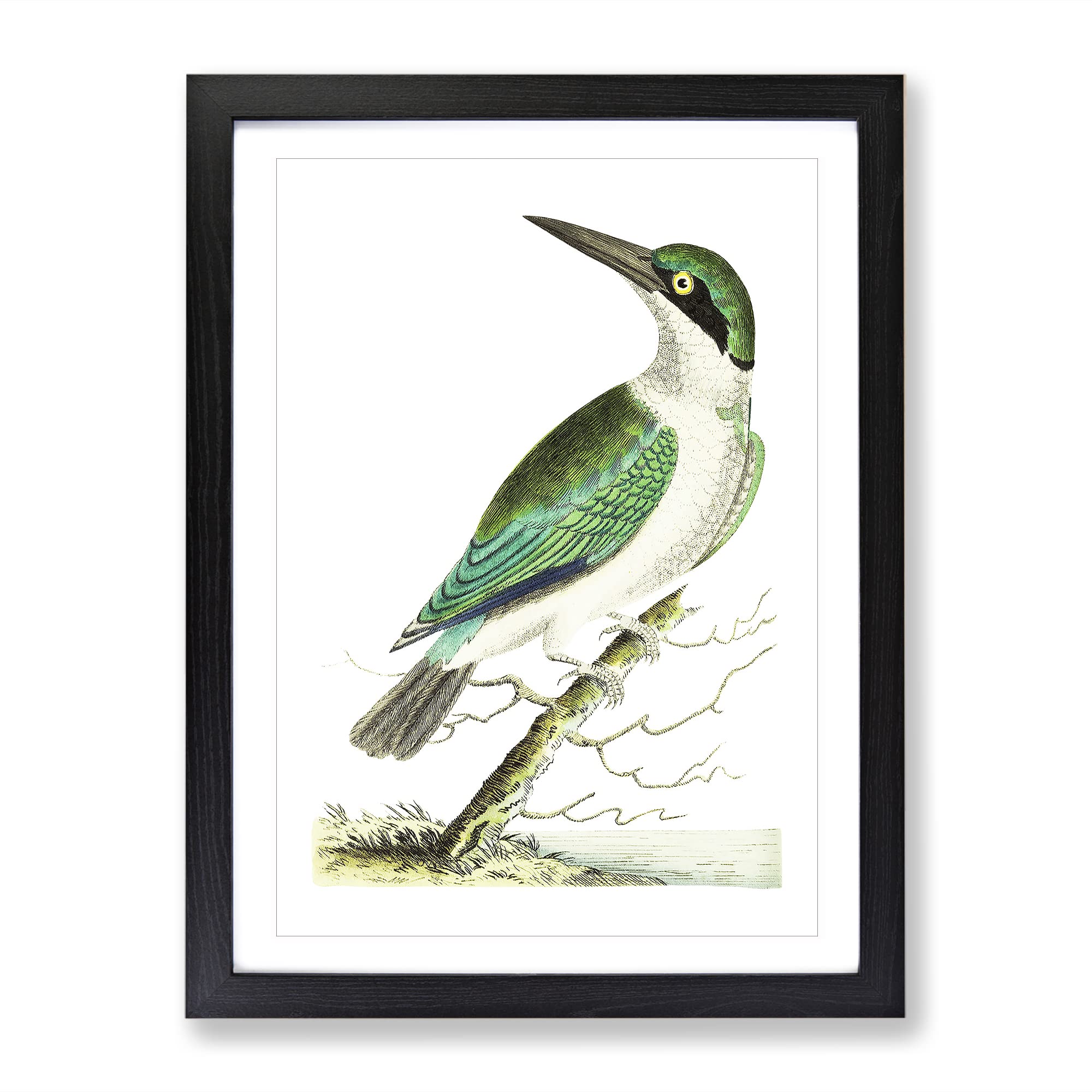 Green Headed Kingfisher By George Shaw Vintage Framed Wall Art Print, Ready to Hang Picture for Living Room Bedroom Home Office Décor, Black A4 (34 x 25 cm)