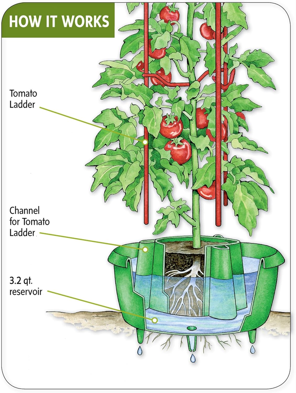 Tomate Halos, juego de 3, rosso: Amazon.es: Jardín