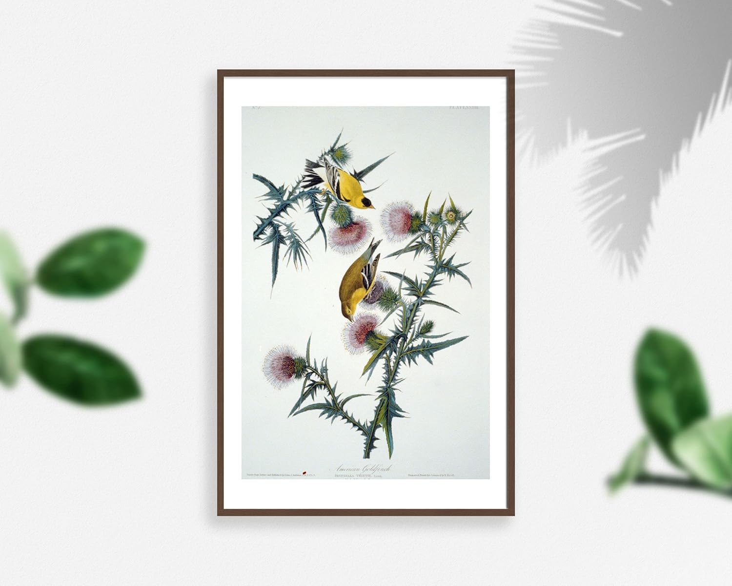 Photographs - INFINITE PHOTOGRAPHS Photo: Gold Finch (#33), John J Audubon, Birds of America