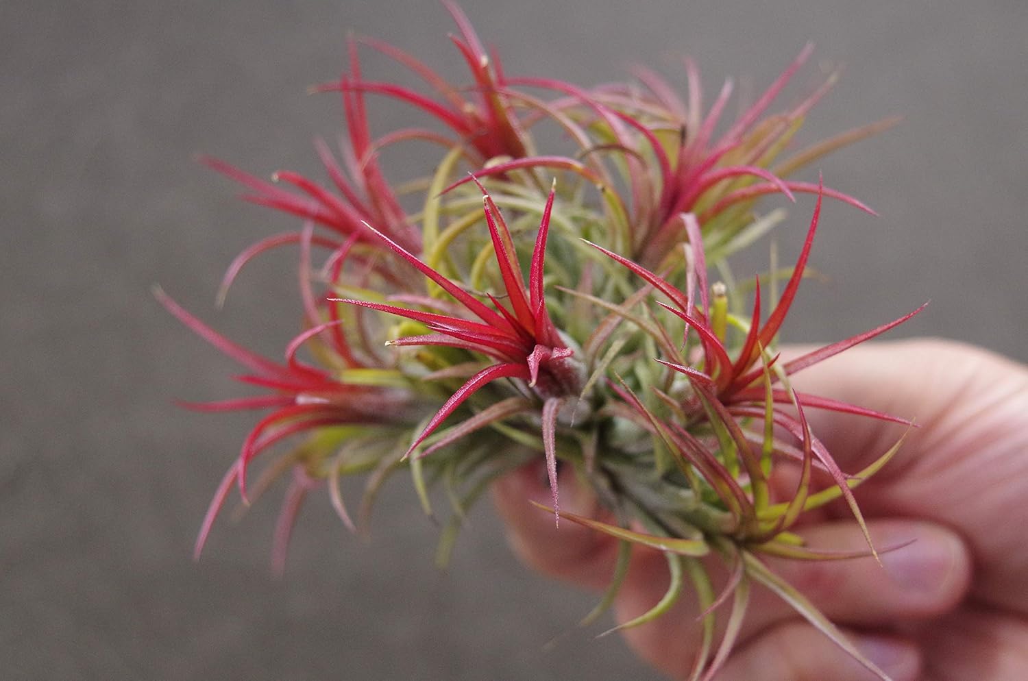 Amazon イオナンタ フエゴ クランプ 観葉植物 オンライン通販