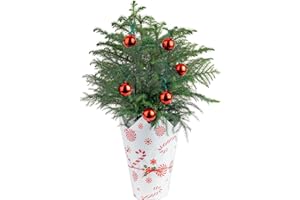 Costa Farms Norfolk Island Pine Live Christmas Tree, Live House Plant in Holiday Decorative Plant Pot, Easy to Maintain, Christmas or Holidays Decor, Decoration or Birthday Gift, 16-22 Inches Tall