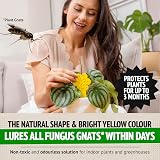 Super Ninja Fruit Fly Trap & Fungus Gnat Killer Combo 2 + 10 Traps view 4