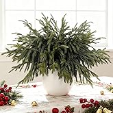 12 Pcs Christmas Norfolk Pine Stems, 18 Inch Artificial Greenery Norfolk Pine Branches,Real Touch Greenery Stems for Vases DIY Cedar Wreaths Garland Outdoor Indoor Christmas Decorations