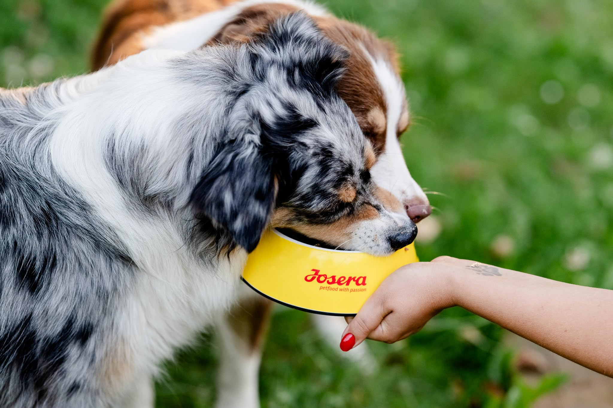 JOSERA Adult Large Optiness Lamm & Reis (1 x 12,5 kg) | Premium Trockenfutter für ausgewachsene Hunde | eiweißreduziert | weizenfrei | wertvolle Fettsäuren | XL-Kroketten gegen Schlingen 2