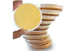 ES EVVIVA SCIENCES Sabouraud Dextrose Agar Plates - Evviva Sciences - Excellent for Cultivating Yeasts, Molds, & Other Fungus - 10 Prepoured SDA Petri Dishes - Great for Science Fair Projects!