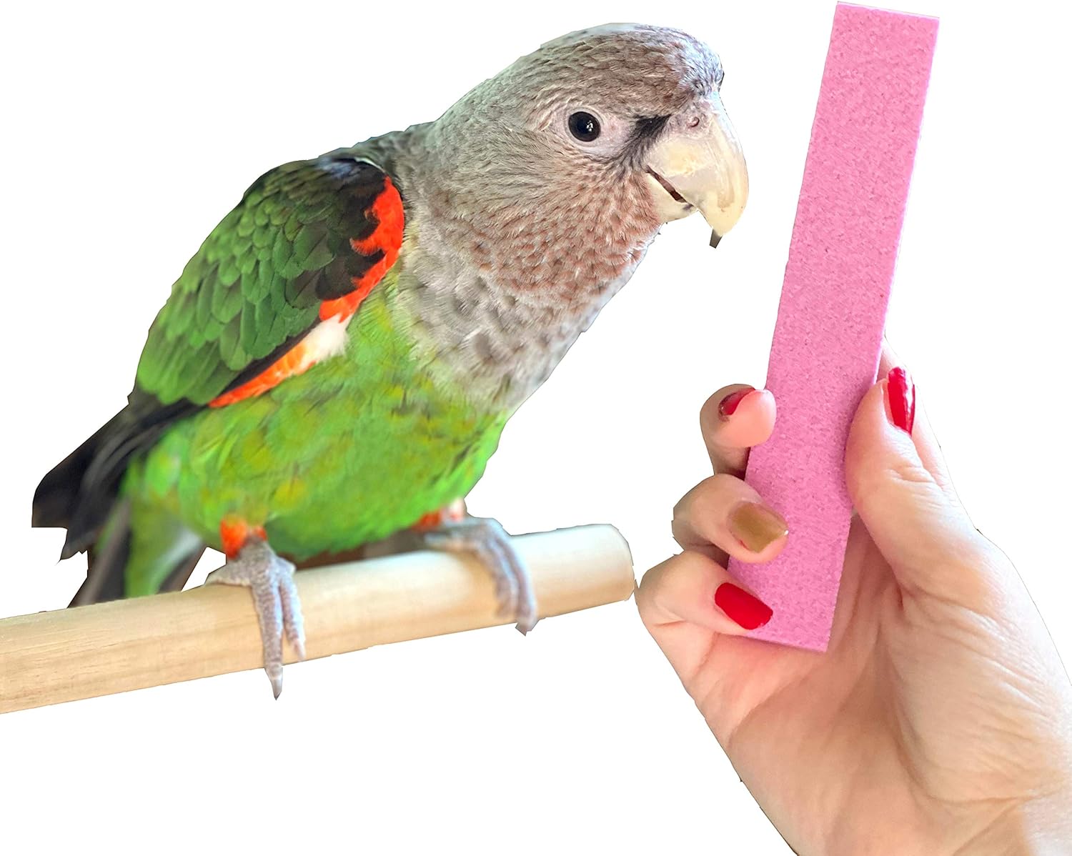 Amazon Com Parrot Nail Trimmer Stone For Grooming Parrot Claws Pet Supplies