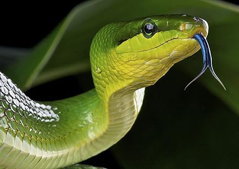 Amazon Co Jp A1 グリーンスネークのポスターアートプリント60 90センチメートル180gsm爬虫類ヘビ楽しいギフト 13 ホーム キッチン