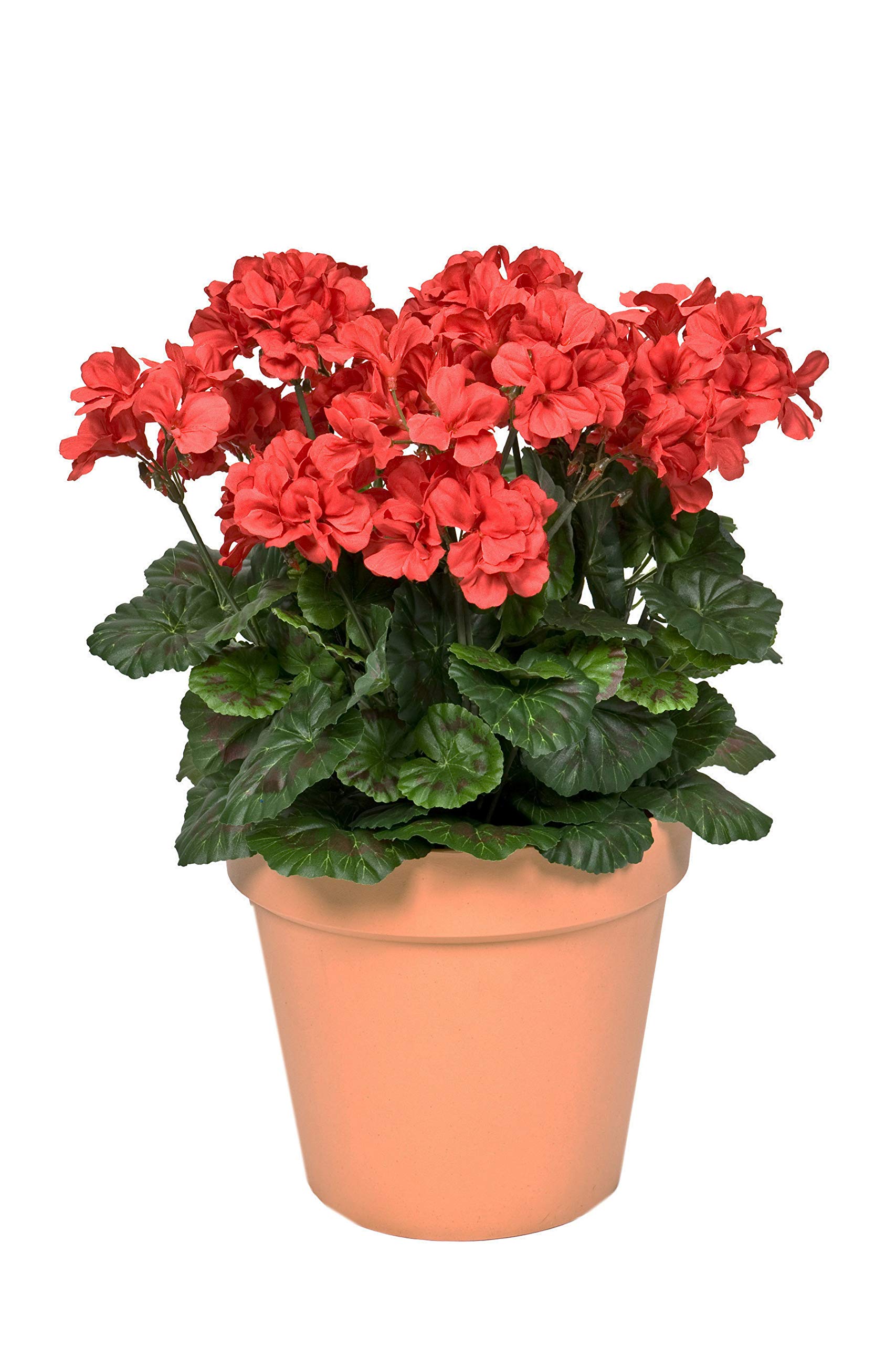 GreenBrokers Artificial Geraniums in Terracotta Colour Pot (45cm), Red