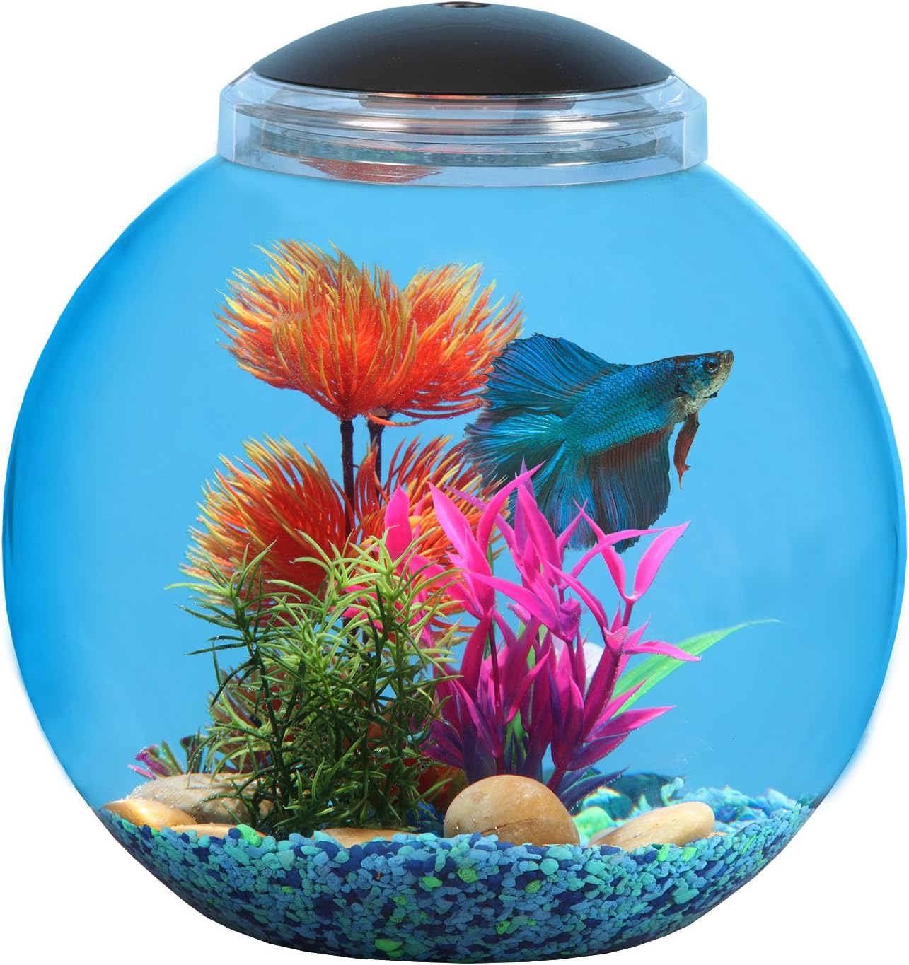 Kollercraft API Betta Kit Fish Tank, 3Gallon Amazon.ca Pet Supplies