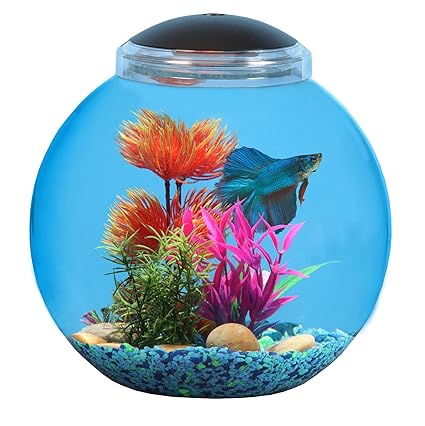 API Betta Kit pecera, 3 galones: Amazon.es: Productos para mascotas