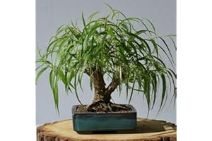 CZ GRAIN Ponytail Willow Bonsai Tree Cutting to Grow - Thick Trunk Cutting, Fast Growing