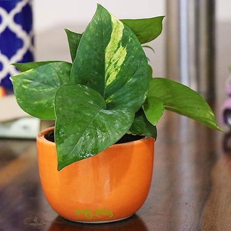 Leafy Tales Green Money Plant Air purifier Live Plant in Orange Urn Ceramic Pot (Golden Pothos) | NASA Indoor Plant