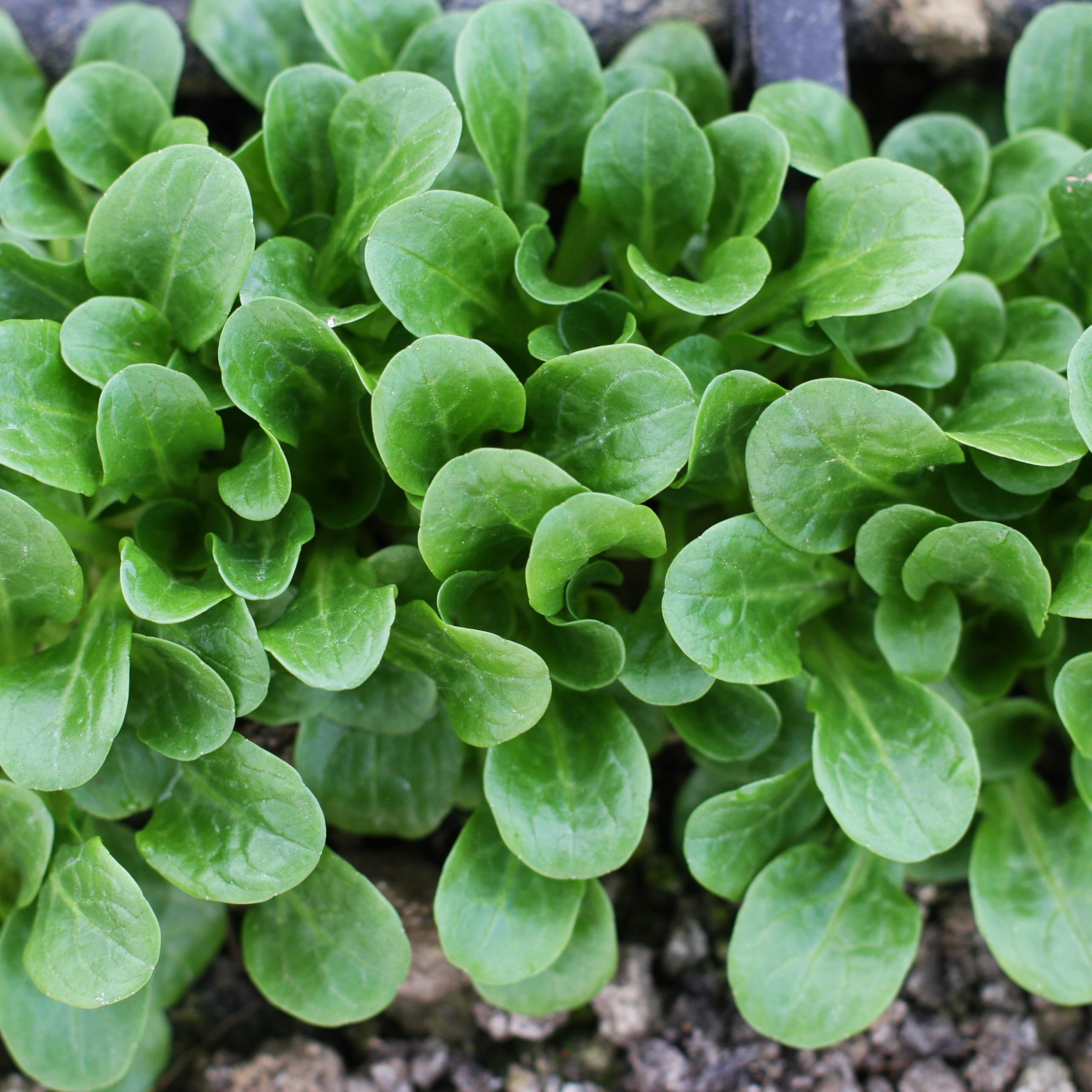 PREMIER SEEDS DIRECT - Corn Salad - Lambs Lettuce - Mache - 800 Finest Seeds