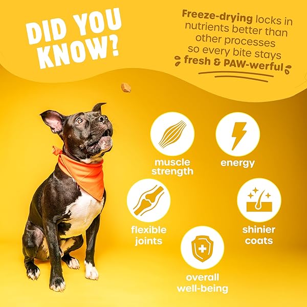 PAW BITES FREEZE DRIED DOG TREATS – BEEF LIVER WITH PROTEIN, DOG FOOD DRY SNACKS – WITH PROTEIN & OMEGA 3S – FOR ALL BREEDS & SIZES – NO ARTIFICIAL FLAVORS & DYES, NO PRESERVATIVES – 1 POUCH, 4 OZ