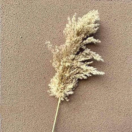 Amazon Co Jp パンパスグラス 造花 自然乾燥花の植物家の結婚式のパーティークリスマス草ブーケ葦の装飾 人工観葉植物 色 8pcs ホーム キッチン